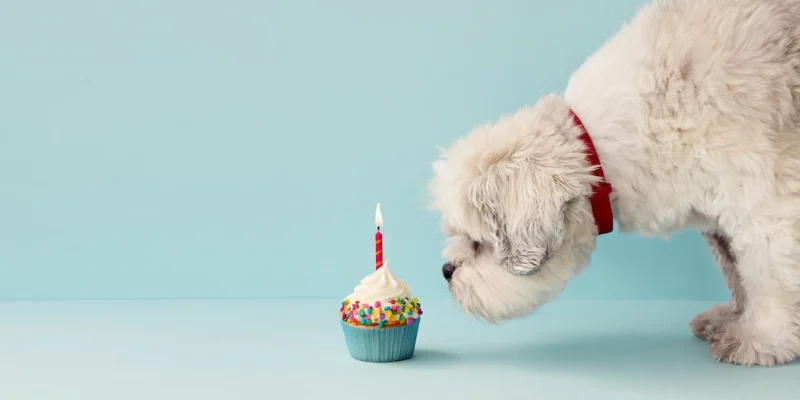 Dog Birthday Wishes: Celebrating Our Furry Friends 16 dog birthday wishes