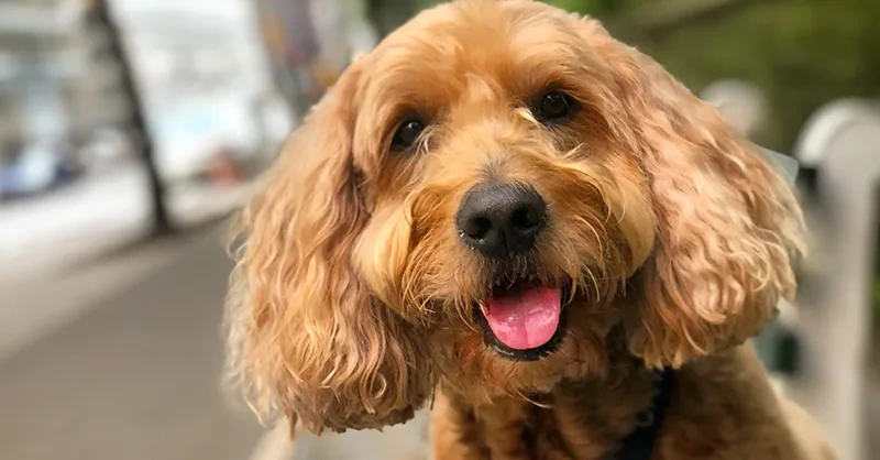 100+ Funny Dog Quotes To Brighten Your Day 10 funny dog quotes