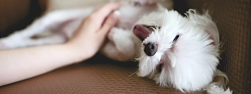 100+ Funny Dog Quotes To Brighten Your Day 5 funny dog quotes