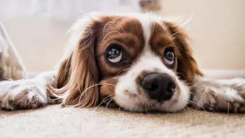 100+ Funny Dog Quotes To Brighten Your Day 7 funny dog quotes