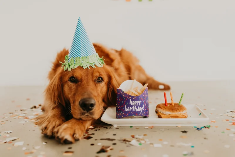 Dog Birthday Wishes: Celebrating Our Furry Friends 15 dog birthday wishes