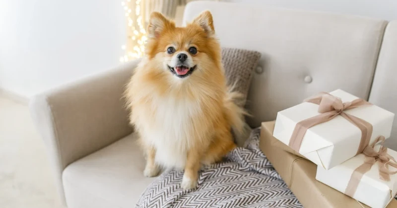 Celebrating Our Furry Friends: International Dog Day Quotes 3 international dog day quotes