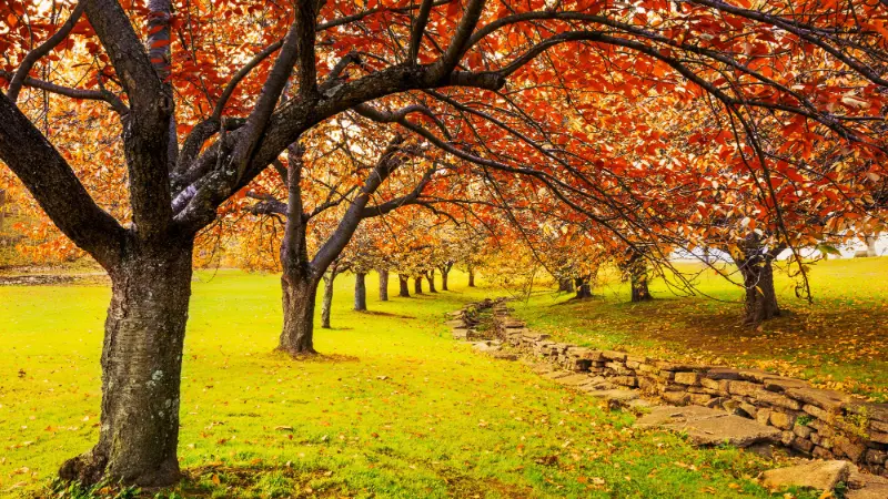 Embracing Autumn: Best Fall Quotes Short For Every Mood 3 fall quotes short