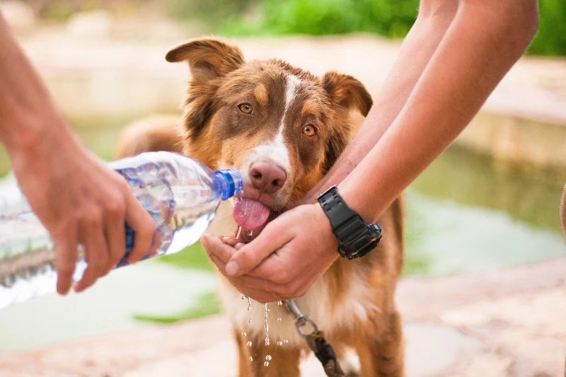 Celebrating Our Furry Friends: International Dog Day Quotes 9 international dog day quotes