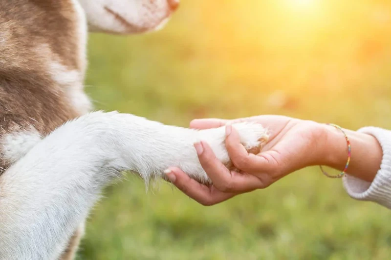 Celebrating Our Furry Friends: International Dog Day Quotes 2 international dog day quotes