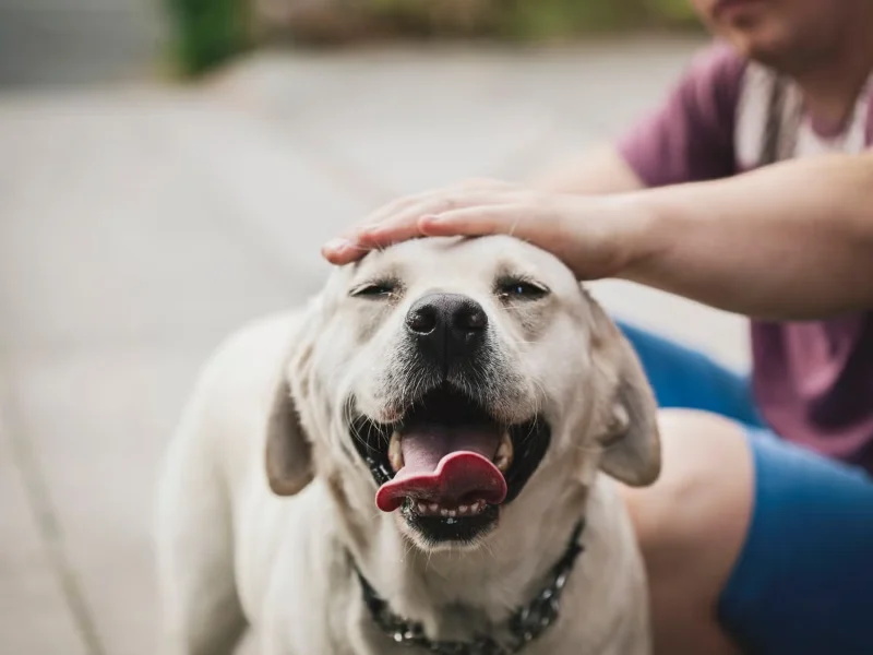 1 Year Death Anniversary Quotes For Dog 2 1 year death anniversary quotes for dog