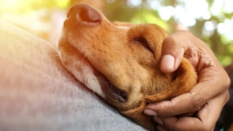 1 Year Death Anniversary Quotes For Dog 8 1 year death anniversary quotes for dog