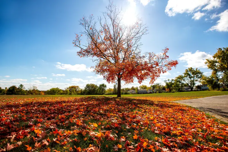 Embracing Autumn: Best Fall Quotes Short For Every Mood 4 fall quotes short