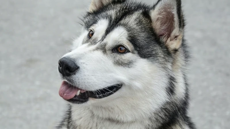 100+ Funny Dog Quotes To Brighten Your Day 2 funny dog quotes