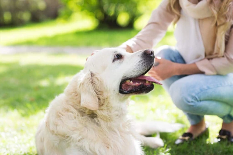 Heartfelt Dog Passing Quotes: Comfort And Sympathy For Loss 5 dog passing quotes