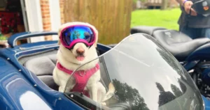 funny dog quotes