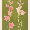 Pink & Green Larkspur 1 Flower Poster